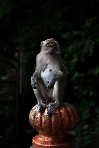 猴子坐在涡轮通风口上